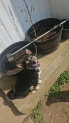 Reunited Female Dog last seen Bloomingdale West Neighborhood, Bloomingdale, FL 33596