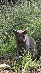 Lost Female Cat last seen Johnson Rd, Canyon Lake, TX 78133