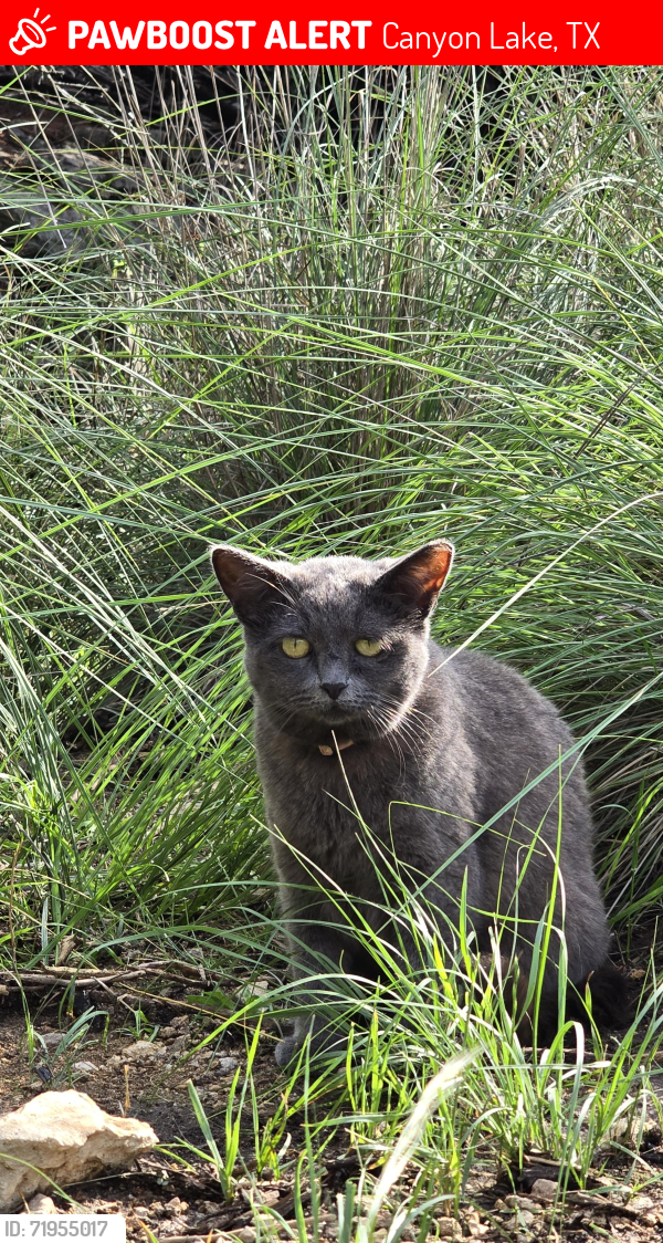 Lost Female Cat last seen Johnson Rd, Canyon Lake, TX 78133