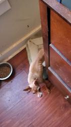 Lost Female Dog last seen Near winter ridge drive Madison AL 35757, Madison, AL 35757