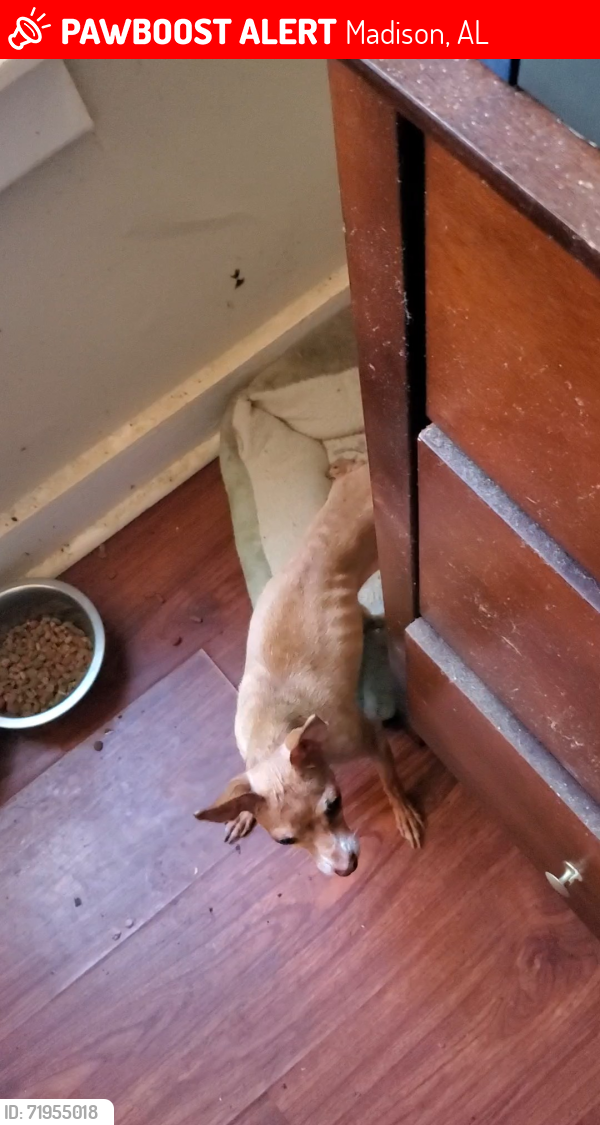 Lost Female Dog last seen Near winter ridge drive Madison AL 35757, Madison, AL 35757