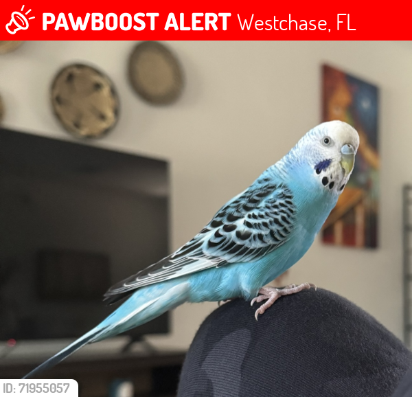 Lost Female Bird last seen Montague St, Westchase, Tampa, FL, Westchase, FL 33626