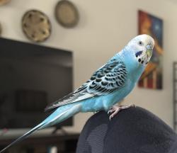 Lost Female Bird last seen Montague St, Westchase, Tampa, FL, Westchase, FL 33626