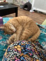 Lost Male Cat last seen BB115RF, Hapton, England BB11 5RF