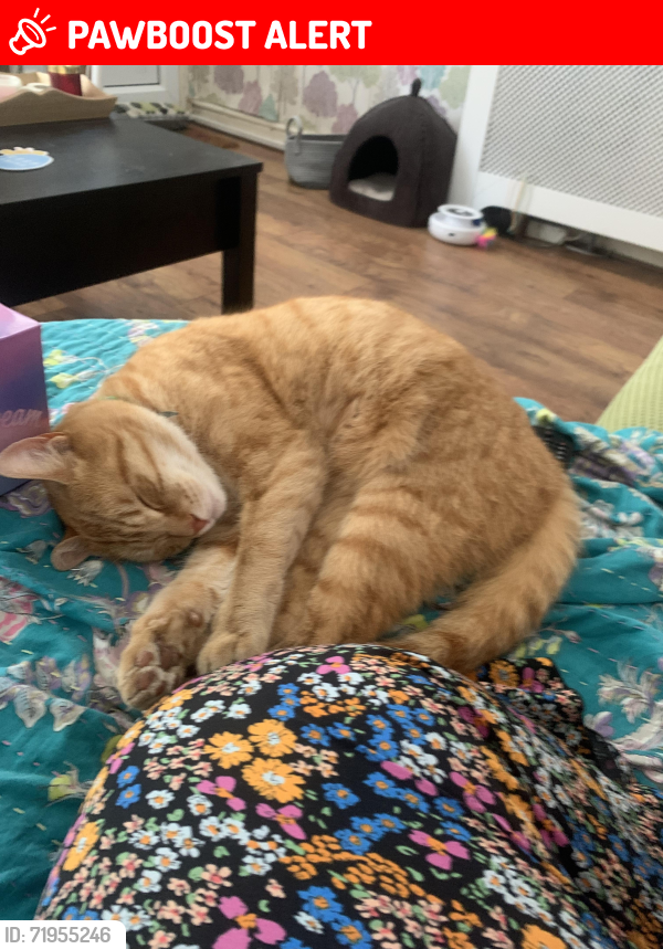 Lost Male Cat last seen BB115RF, Hapton, England BB11 5RF
