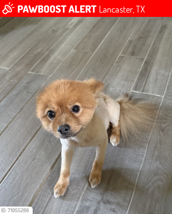 Lost Male Dog last seen Parkerville Rd Lancaster Tx , Lancaster, TX 75146