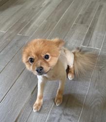 Lost Male Dog last seen Parkerville Rd Lancaster Tx , Lancaster, TX 75146