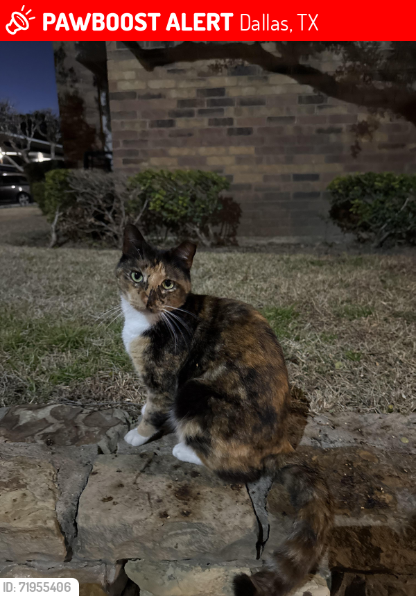 Lost Female Cat last seen Cambridge apartments, Dallas, TX 75231