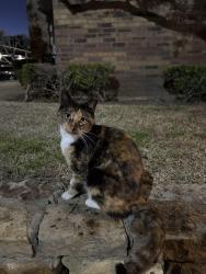 Lost Female Cat last seen Cambridge apartments , Dallas, TX 75231