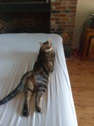 Lost Female Cat last seen Windwood Hills, Tallahassee, Tallahassee, FL 32311
