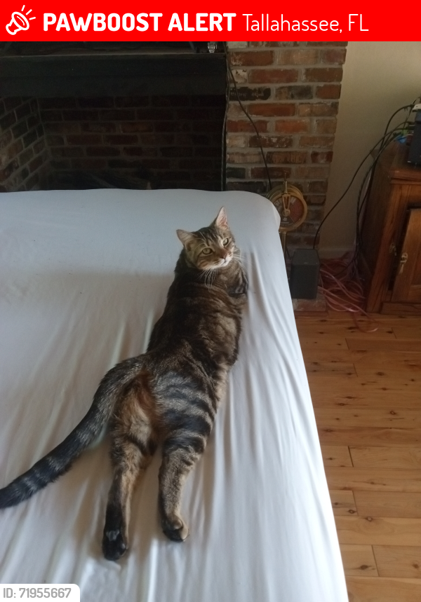 Lost Female Cat last seen Windwood Hills, Tallahassee, Tallahassee, FL 32311