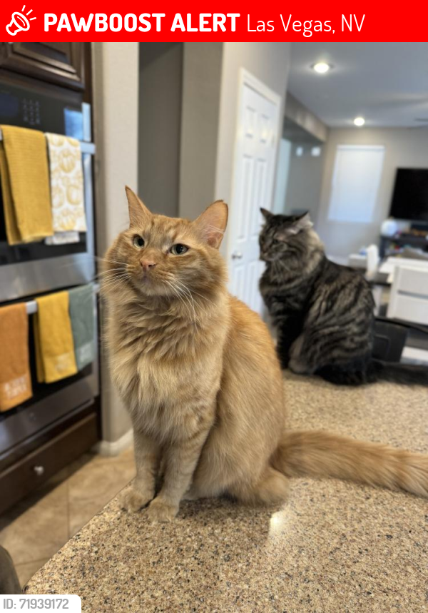 Lost Male Cat last seen Erie and Rainbow , Las Vegas, NV 89179