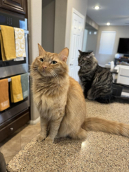 Lost Male Cat last seen Erie and Rainbow , Las Vegas, NV 89179