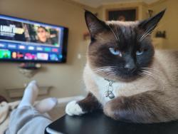 Lost Male Cat last seen Mokolumne/Sanger Peak Way, Antioch,  ca, Antioch, CA 94531