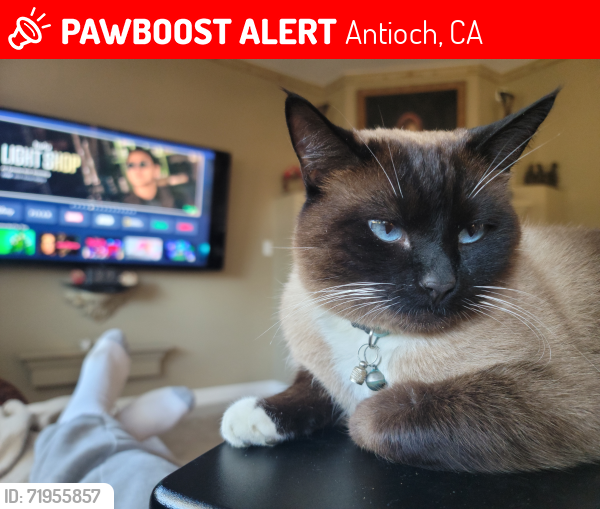 Lost Male Cat last seen Mokolumne/Sanger Peak Way, Antioch,  ca, Antioch, CA 94531