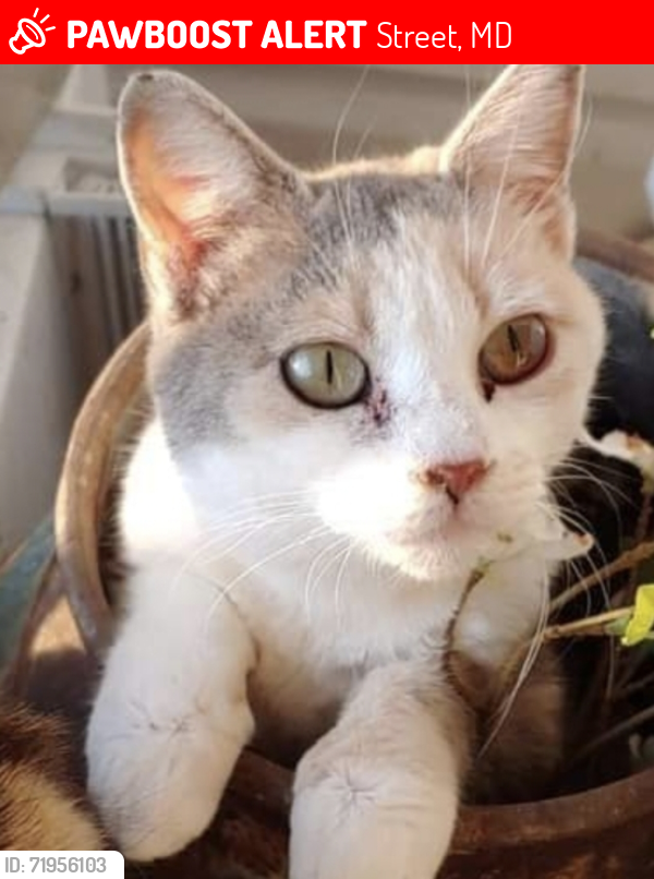 Lost Female Cat last seen Cherry Hill Rd and Emory Church Rd , Street, MD 21154