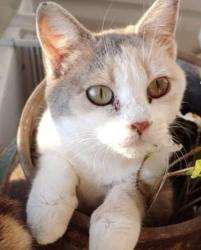 Lost Female Cat last seen Cherry Hill Rd and Emory Church Rd , Street, MD 21154