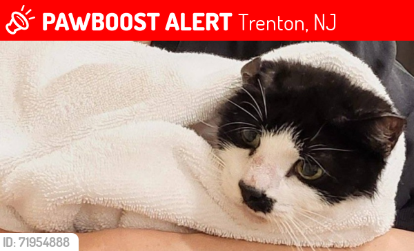 Lost Female Cat last seen Lost at the Court at Hamilton next to the Walmart at 1700 Nottingham way., Trenton, NJ 08619
