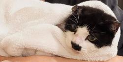 Lost Female Cat last seen Lost at the Court at Hamilton next to the Walmart at 1700 Nottingham way., Trenton, NJ 08619