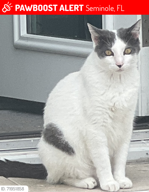 Lost Male Cat last seen Gem Lane and 64th Seminole, Seminole, FL 33772