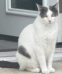 Lost Male Cat last seen Gem Lane and 64th Seminole, Seminole, FL 33772