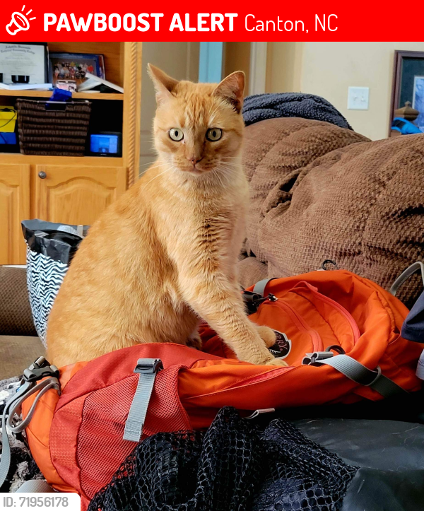 Lost Female Cat last seen Terrell Cove Rd. Canton, NC       UTD on shots, spayed, AFRAID OF CHILDREN, Microchipped , Canton, NC 28716