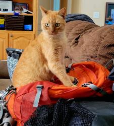 Lost Female Cat last seen Terrell Cove Rd. Canton, NC       UTD on shots, spayed, AFRAID OF CHILDREN, Microchipped , Canton, NC 28716