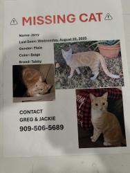 Lost Male Cat last seen Near Giosetta St Perris Ca 92571, Perris, CA 92571