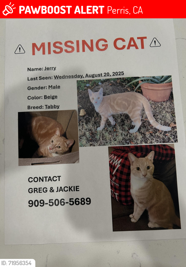 Lost Male Cat last seen Near Giosetta St Perris Ca 92571, Perris, CA 92571