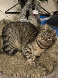 Lost Female Cat last seen West Blvd., Remount Rd., Charlotte, NC 28208