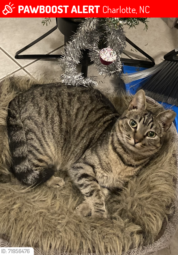 Lost Female Cat last seen West Blvd., Remount Rd., Charlotte, NC 28208