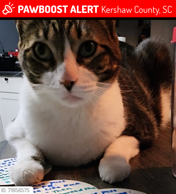 Lost Male Cat last seen Bookman Road in Elgin behind IGA, Kershaw County, SC 29045
