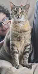 Lost Female Cat last seen Near Martin Mill and Governor's Mill Subdivision, Knoxville, TN 37920