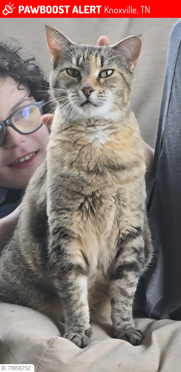Lost Female Cat last seen Near Martin Mill and Governor's Mill Subdivision, Knoxville, TN 37920