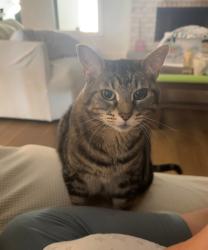 Lost Female Cat last seen Colonel Glenn road , Little Rock, AR 72210