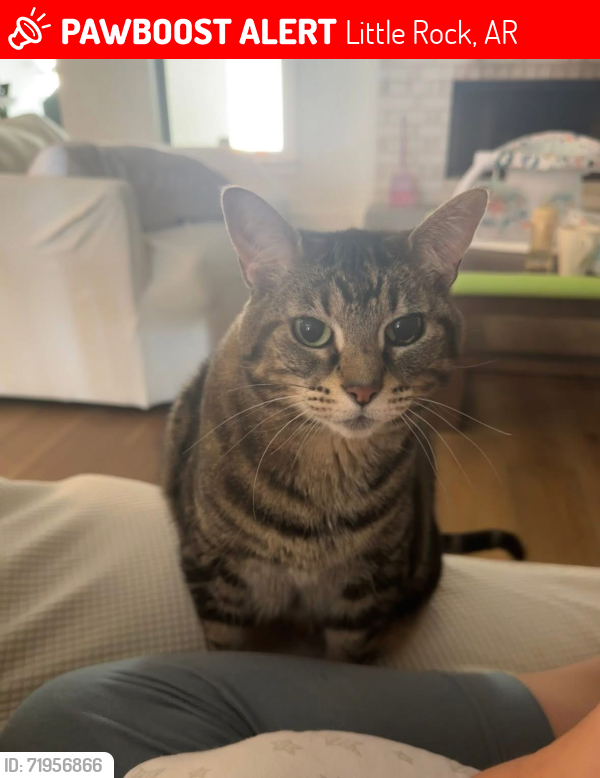 Lost Female Cat last seen Colonel Glenn road , Little Rock, AR 72210