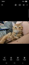 Lost Male Cat last seen Triponds Camp Resort, Allegan, MI 49010