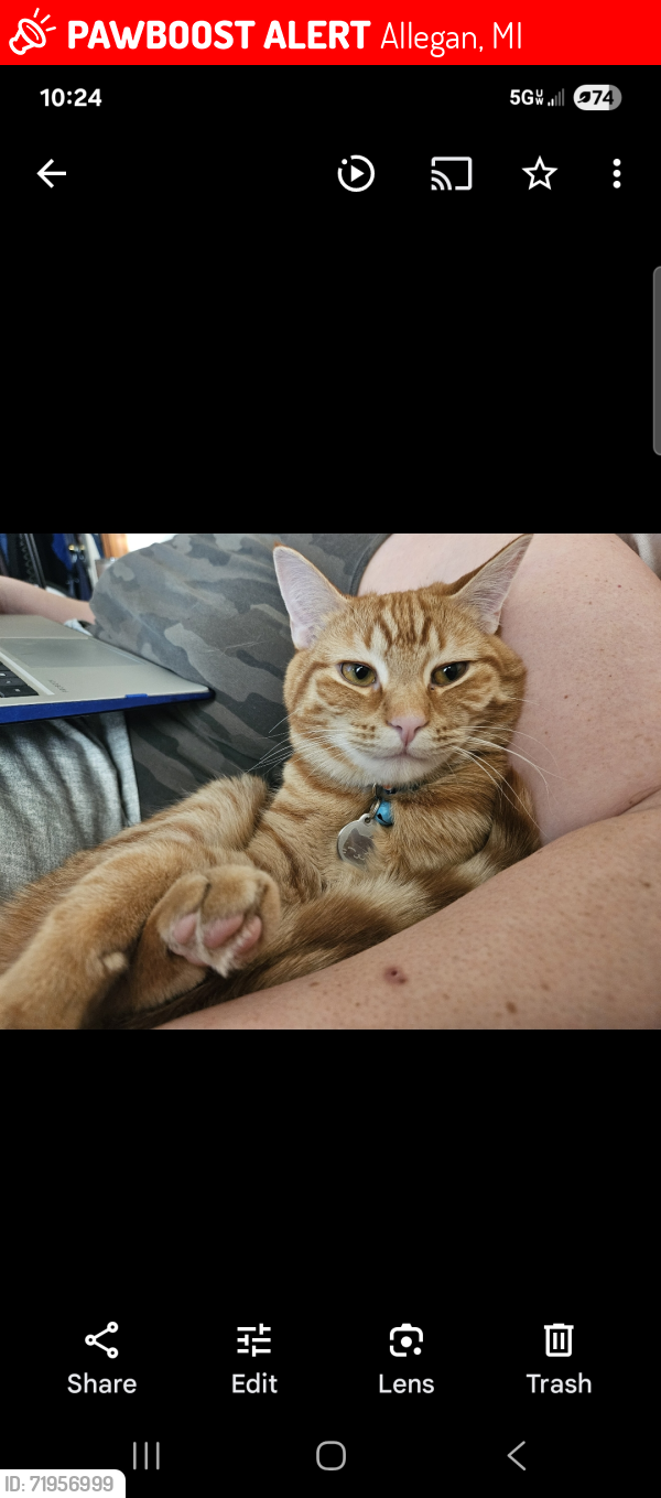 Lost Male Cat last seen Triponds Camp Resort, Allegan, MI 49010
