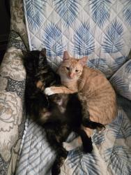 Lost Male Cat last seen N Pea Ridge Pittsboro NC, Pittsboro, NC 27312