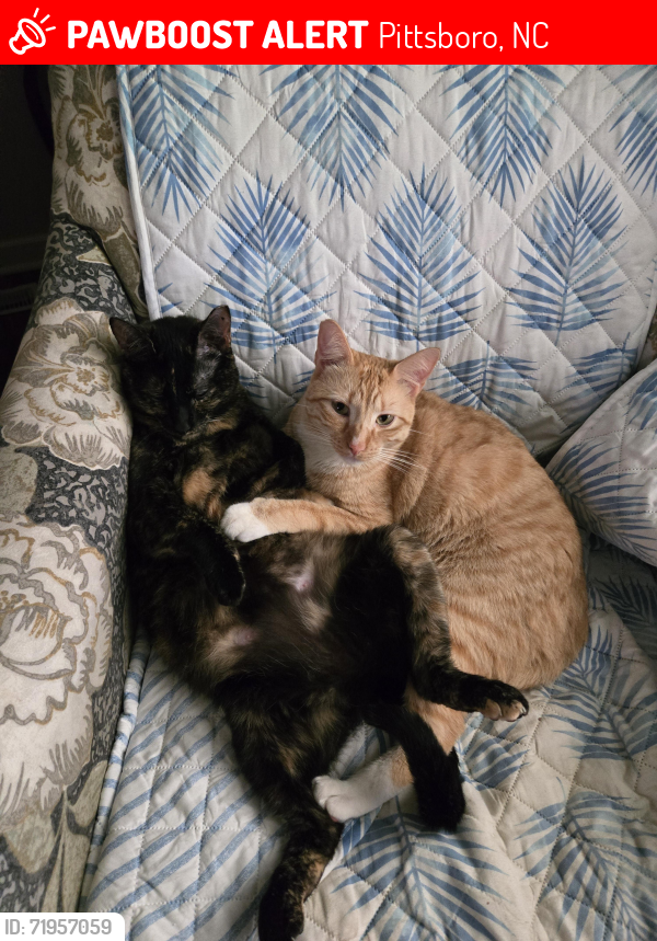 Lost Male Cat last seen N Pea Ridge Pittsboro NC, Pittsboro, NC 27312