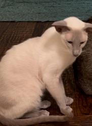 Lost Male Cat last seen Hidden Forest and eldorado , McKinney, TX 75072