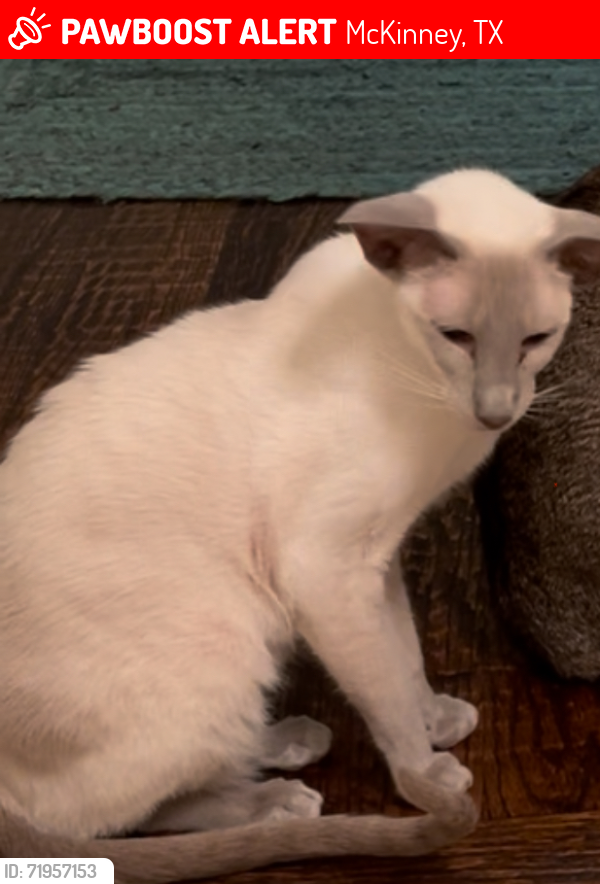 Lost Male Cat last seen Hidden Forest and eldorado , McKinney, TX 75072
