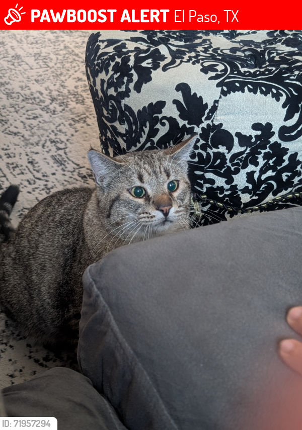 Lost Male Cat last seen Savannah Ave and Alabama St, El Paso, TX 79930