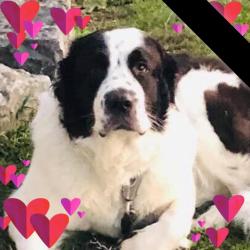 Lost Female Dog last seen McCallum Road in Abbotsford, Surrey, BC 