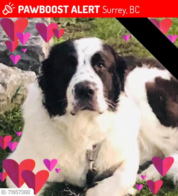 Lost Female Dog last seen McCallum Road in Abbotsford, Surrey, BC 