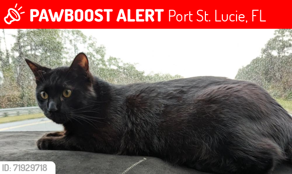 Lost Male Cat last seen SE Elmhurst Rd/Blockton , Port St. Lucie, FL 34952