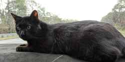 Lost Male Cat last seen SE Elmhurst Rd/Blockton , Port St. Lucie, FL 34952