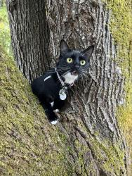 Lost Female Cat last seen Yauger Park , Olympia, WA 98502