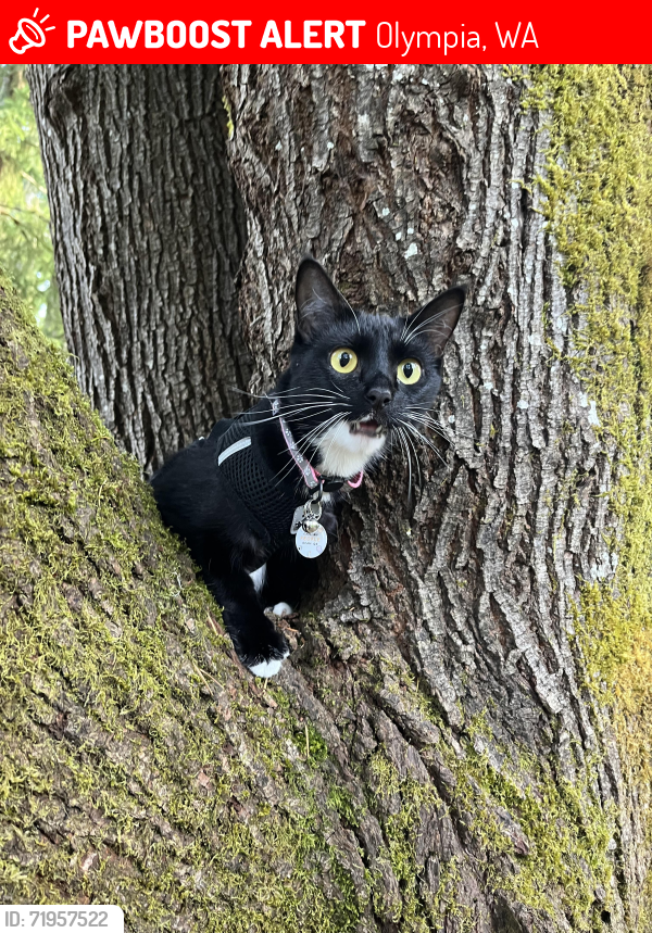 Lost Female Cat last seen Yauger Park , Olympia, WA 98502
