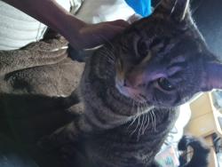 Lost Male Cat last seen Walford Road, Golden Hillock Road, Benton Road, Sparkbrook, England B11